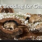 Best Bedding for Gerbils That Love Deep Burrowing