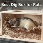 Best Dig Box for Rats That Love Digging